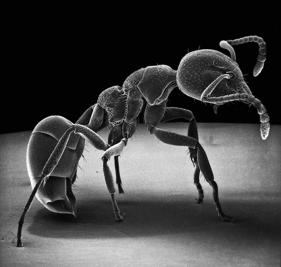 Image of an ant under an electron microscope